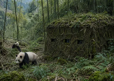 Wolong panda infrared monitoring hide concealed with forest camouflage net