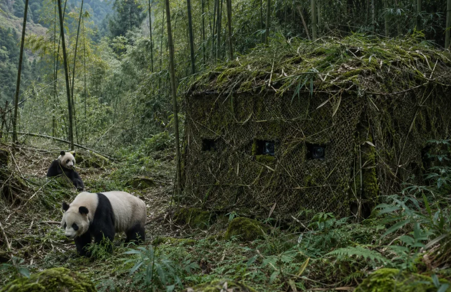 Wolong panda infrared monitoring hide concealed with forest camouflage net